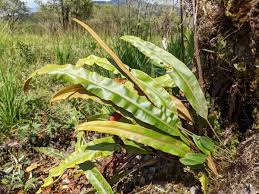 Image result for Elaphoglossum kivuense