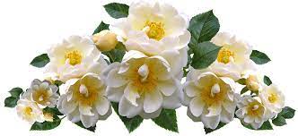 Mawar merah bunga gambar gratis di pixabay. Roses White Fragrant Free Photo On Pixabay