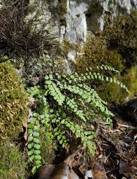 Image result for Asplenium rukararense