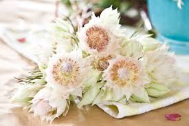 We did not find results for: Wedding Flowers Blushing Bride Protea