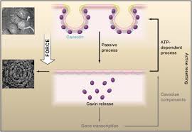En effet, l'augmentation des niveaux de glucose dans le sang. Need Tension Relief Fast Try Caveolae Cell
