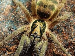 Visit www.paladinexotics.com for all tarantulas, scorpions, and all other exotic inverts. Trinidad Olive Tarantula By Stompromper Redbubble