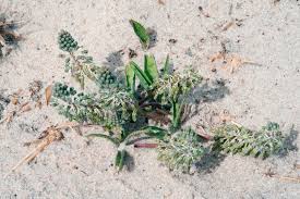 Image result for Ledebouria revoluta