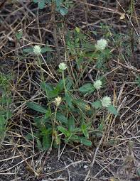 Image result for Gomphrena celosioides