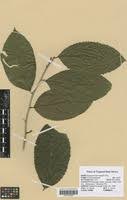 Image result for Scolopia rhamniphylla
