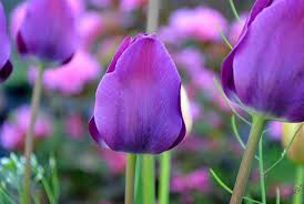 See more ideas about flowers, flower garden, beautiful flowers. Spring Flowers Tulip Spring Eventually Carries C Flickr