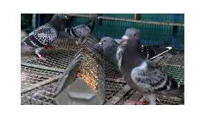 Guvercin Nasil Beslenir Petmarketburada Blog