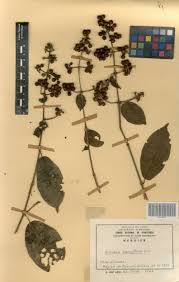 Image result for Rutidea