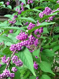 Maybe you would like to learn more about one of these? Pin On Hobby Gardening