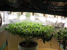 Cheap cfl grow light setup. Grow Room Types Of Lighting Impact On Yields Weedseedshop