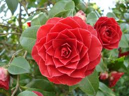 A professional person who decides if one is innocent or guilty. The Middlemist S Red Camellia Is The Rarest Flower On Earth Only 2 Examples Are Known To Exist One In The Uk And The Other In New Zealand They Were Brought To London