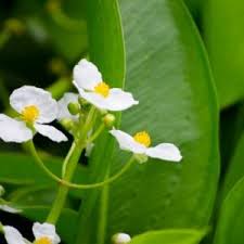 Image result for Kosteletzkya grantii