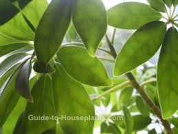 Check spelling or type a new query. Tropical House Plants Pictures