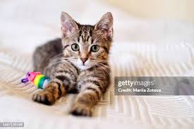 ‪146,276 Cute Cat Stock Photos, High-Res Pictures, and Images - Getty Images  | Cat, Cute dog, Happy cat‬‏
