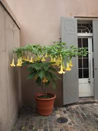 Image result for Brugmansia