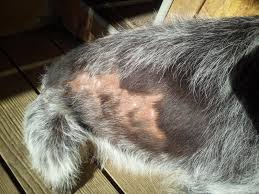 Image result for český fousek stavba těla