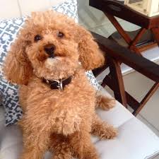 Kanislerin Poodle Ozellikleri Petegin Keyif Dukkani