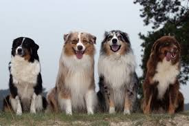 Check spelling or type a new query. Good Mates The Best Toys For Australian Shepherds Herepup