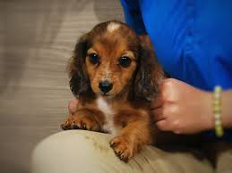 Coldwater kennel is an iowa puppy breeder dedicated to raising and nurturing beautiful pups with sweet dispositions that make cherished lifelong companions and successful show dogs. Dachshund Puppies Petland Iowa City
