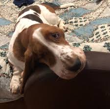 Well, we can help you to make the right choice. 70 Dog Names That Mean Love The Paws