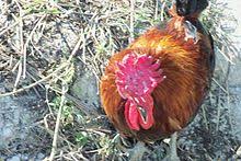 Maybe you would like to learn more about one of these? Siciliana Pollo Wikipedia