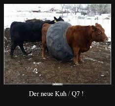 Der Neue Kuh Q7 Lustige Bilder Spruche Witze Echt Lustig Kuh Lustige Tiere Lustiges Tier