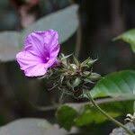 Image result for Ipomoea kituiensis
