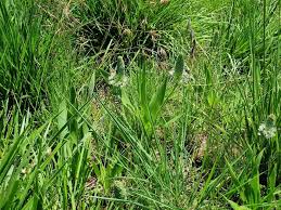 Image result for Schizocarphus