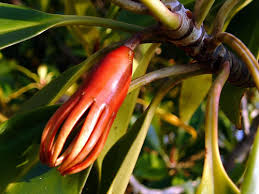 Image result for Bruguiera