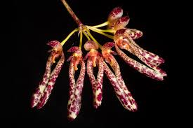 Image result for Bulbophyllum longiflorum