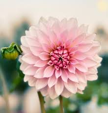 Image result for Barleria ameliae