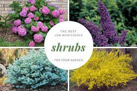 They'll quietly take care of themselves from there. 21 Low Maintenance Shrubs Anyone Can Grow Gardenoid