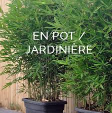 Le canisse est tr�s solide et tr�s r�sistant aux intemp�ries et sa dur�e de vie est beaucoup plus longue que les canisses traditionnels. Tous Les Bambous Bambusa