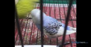 Emir Petshop Ve Cicekcilik Nigdede Petshop Nigdede Akvaryum Nigdede Akvaryum Malzemeleri Nigdede Evcil Hayvan Ni Evcil Hayvan Bakimi Evcil Hayvanlar Kus Yemi