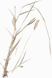 Image result for Dichanthium