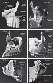 Molar teeth in felines are exclusive to adults. Alveolar Process An Overview Sciencedirect Topics