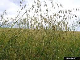 Image result for Avena byzantina