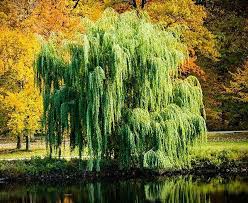 Weeping Willow Tree For Sale Why You Need One Plantingtree