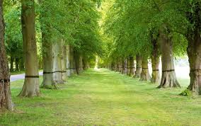 We have 71+ background pictures for you! Trees Background Image Background Best Stock Photos Toppng