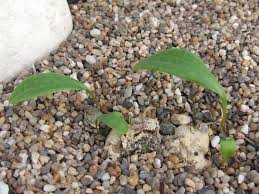 Image result for Eriospermum mackenii