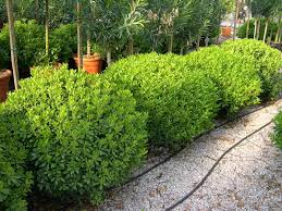 Image result for Pittosporum