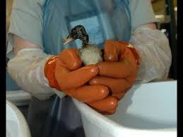 Notice the words in the bottom left that say simulated demonstration. The Dawning Of Oiled Bird Washing Youtube