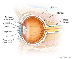 Image result for Sclera