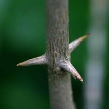 Image result for Canthium oligocarpum