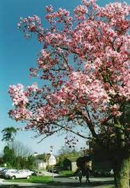 15 Types Of Magnolia Trees And Shrubs With Photos Magnolia Tree Landscaping Trees To Plant Magnolia Trees