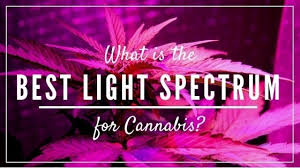 Maybe you would like to learn more about one of these? What Is The Best Light Spectrum For Cannabis During Veg And Flower