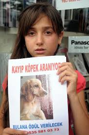 Kayip Kopegi Roni Icin Agliyor Fib Haber Nevsehir Haberleri