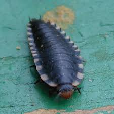 Sankthansorm lampyris noctiluca (linnaeus, 1758). En Slags Sankthansorm Eller Larve Af Rodbrystet Adselbille Side 1 Forum Insekter Og Entomologi Fugleognatur Dk