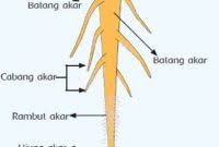 Jenis Jenis Akar Dan Manfaatnya