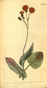 Image result for Emilia coccinea